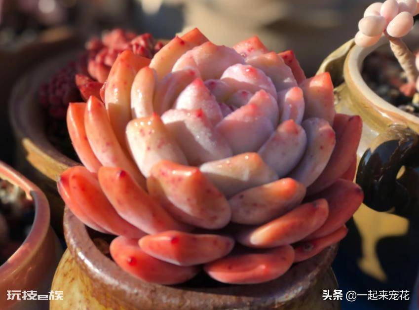 橙梦露多肉家养方法和注意事项(新手养多肉橙梦露的小技巧)-图片2